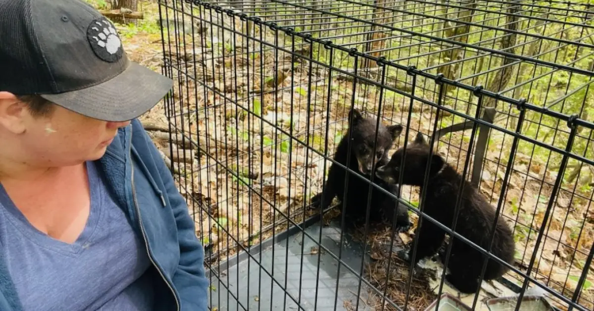 3 Bear Cubs Found Crying Alone—Sullivan County Responds with Swift Action