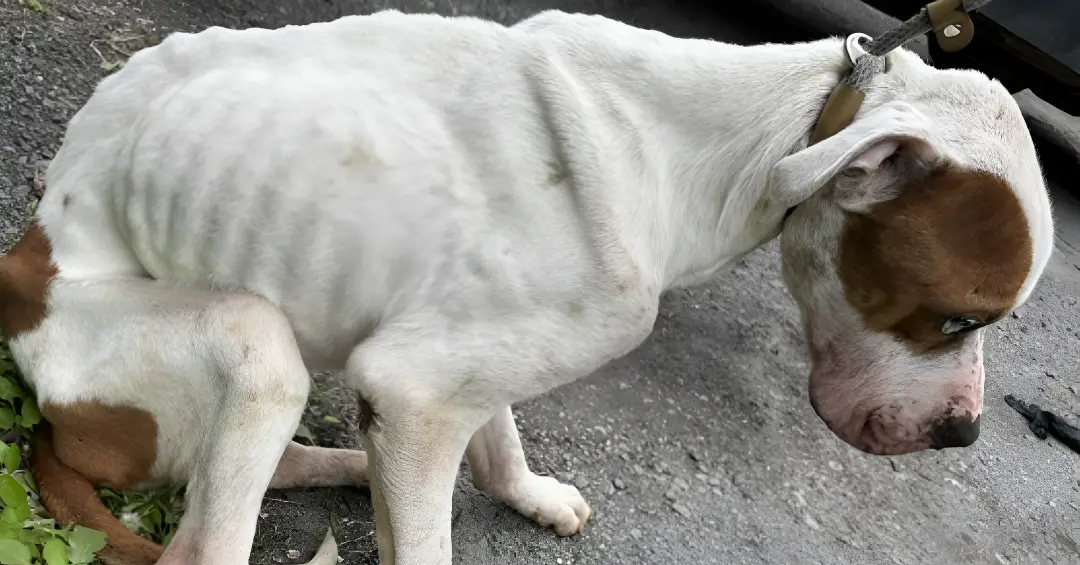 Kirkland Police Launch Investigation Into Serious Allegations of Animal Abuse