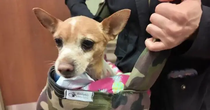 Tiny Chihuahua Attacked by Pit Bulls in UWS: Arrest Warrant Issued for Dog Owner