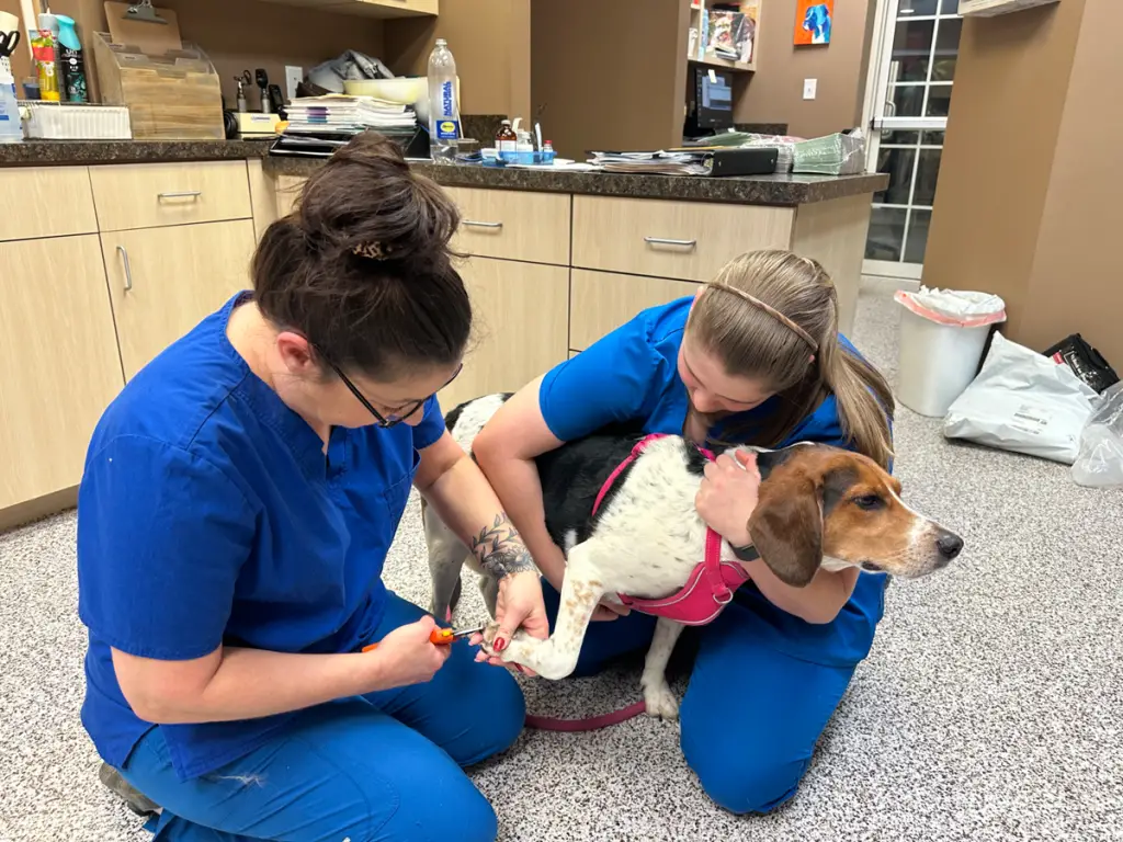 New Urgent Care Center for Pets Provides 24/7 Medical Support in South County