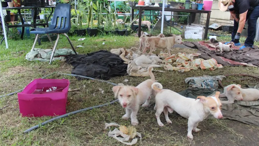 Houston SPCA Rescues 82 Animals from Two Cruelty Cases in 24 Hours