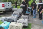Houston SPCA Rescues 82 Animals from Two Cruelty Cases in 24 Hours