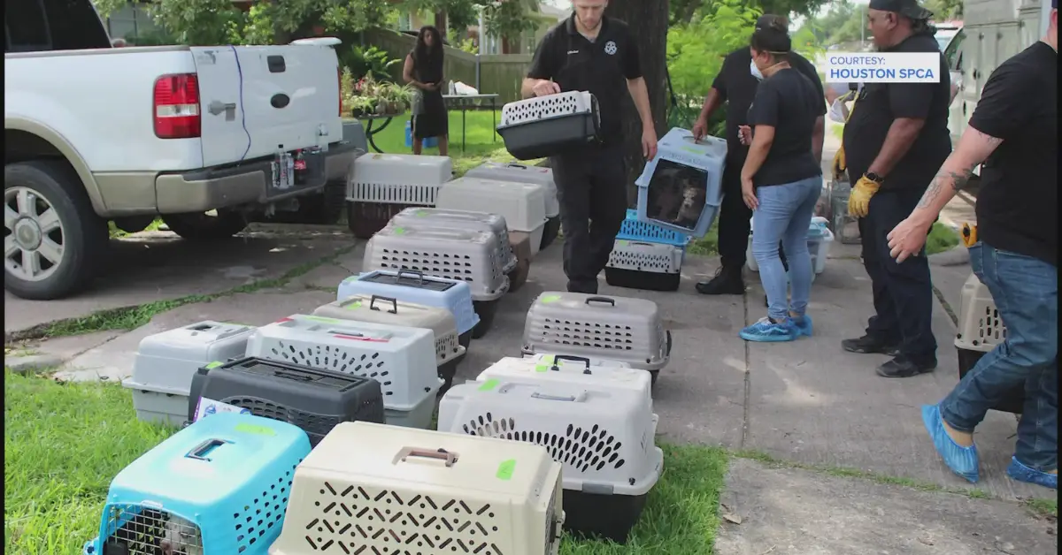 Houston SPCA Rescues 82 Animals from Two Cruelty Cases in 24 Hours