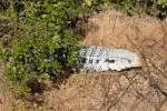 Giant Lizard Seen in Santa Clara County Park Raises Concerns Among Locals