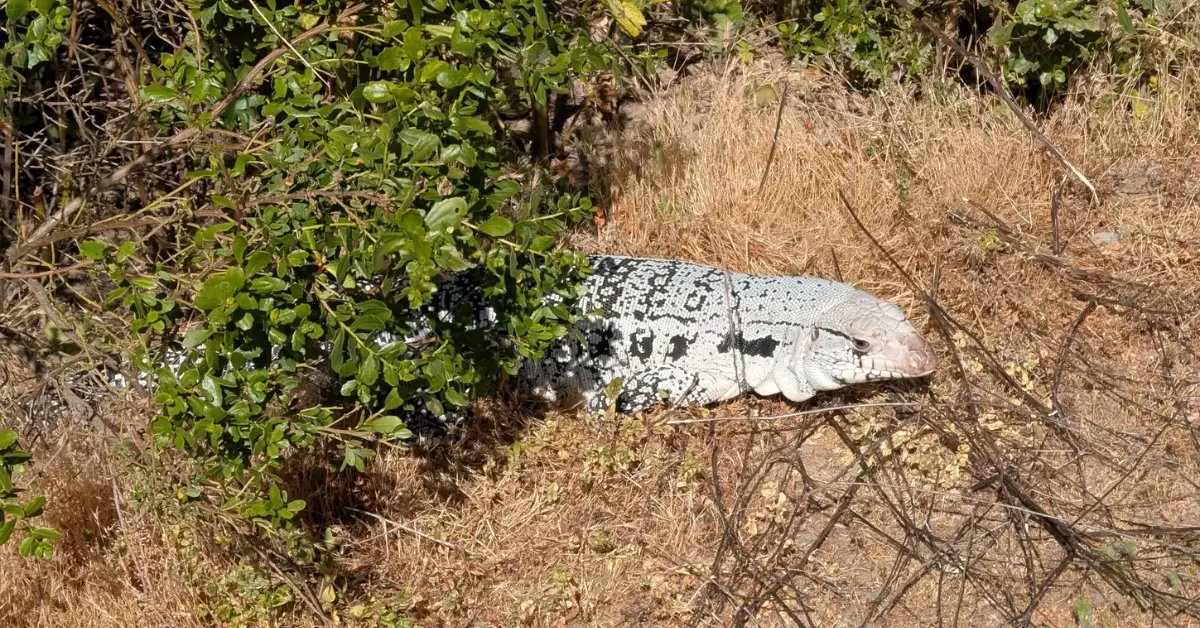 Giant Lizard Seen in Santa Clara County Park Raises Concerns Among Locals