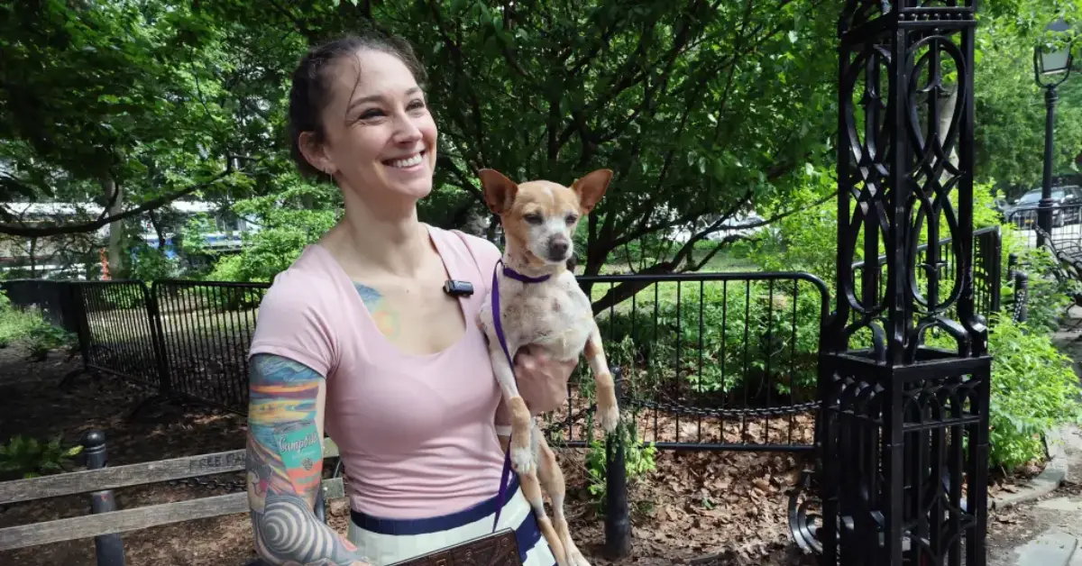 Tiny Chihuahua Attacked by Pit Bulls in UWS: Arrest Warrant Issued for Dog Owner