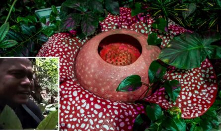 After 13 Years of Searching, Biologist Finally Discovers Rare ‘Alien’ Plant — and Cries with Joy