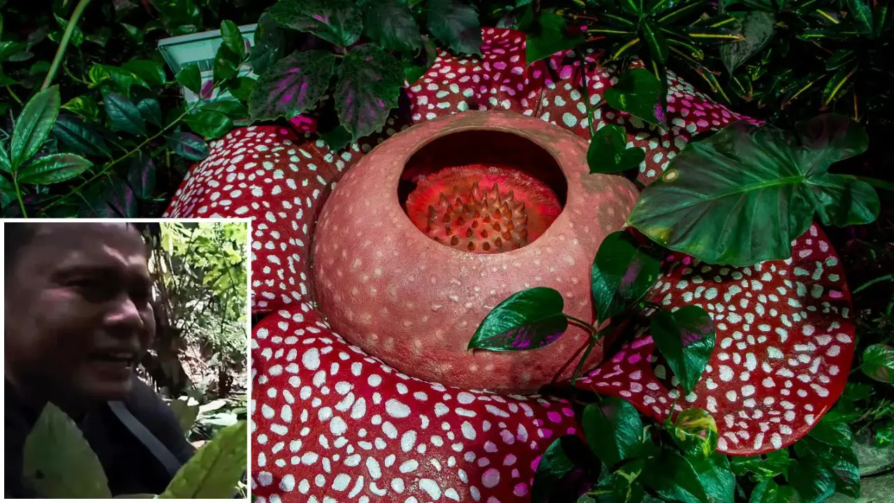 After 13 Years of Searching, Biologist Finally Discovers Rare ‘Alien’ Plant — and Cries with Joy