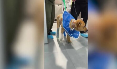 Dog Suffers Severe Burns After Being Set on Fire in Los Angeles Homeless Camp