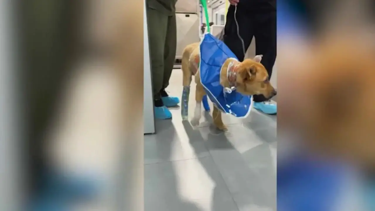 Dog Suffers Severe Burns After Being Set on Fire in Los Angeles Homeless Camp