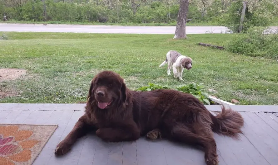 Frustrated Woman Claims Neighbor Ignores Dog Peeing on Her Porch Every Morning