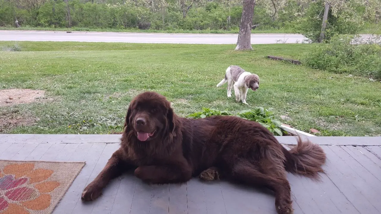 Frustrated Woman Claims Neighbor Ignores Dog Peeing on Her Porch Every Morning