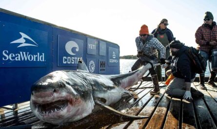 Largest Male Great White Shark Ever Recorded Pinged Near New Jersey Coast