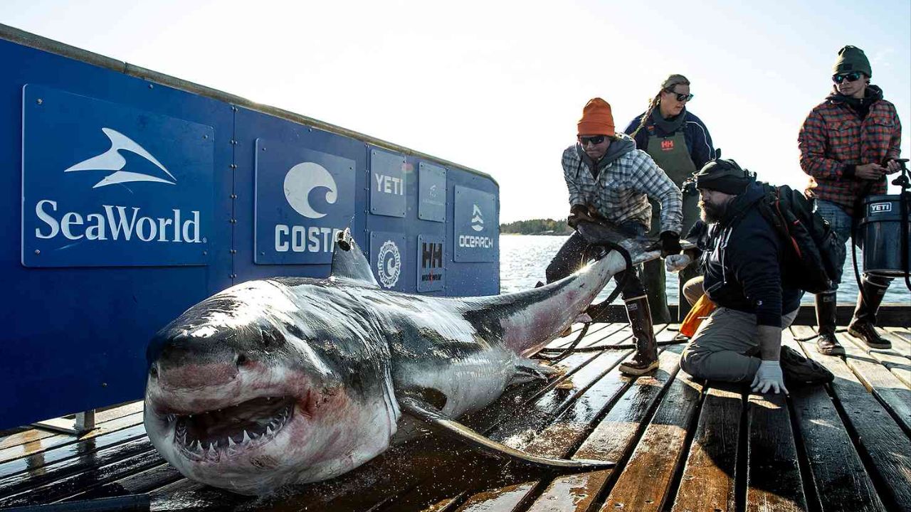 Largest Male Great White Shark Ever Recorded Pinged Near New Jersey Coast