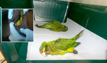 Man Accused of Sneaking Sedated Endangered Parakeets Into U.S. by Hiding Them in Underwear