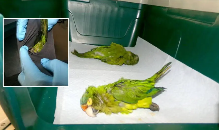 Man Accused of Sneaking Sedated Endangered Parakeets Into U.S. by Hiding Them in Underwear
