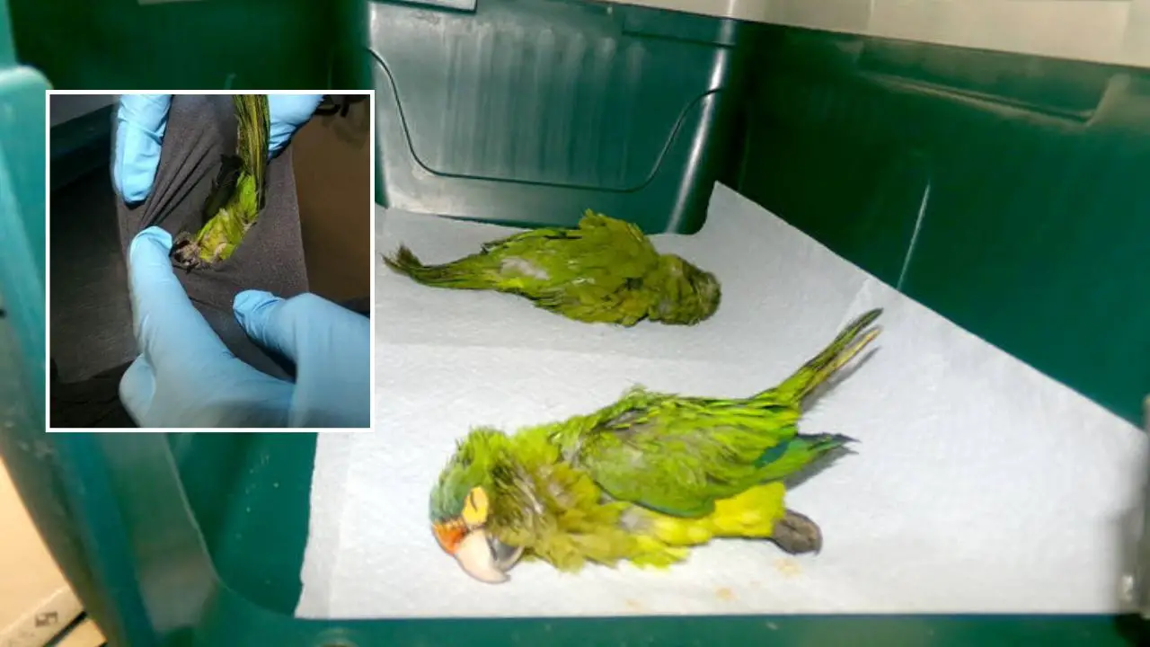 Man Accused of Sneaking Sedated Endangered Parakeets Into U.S. by Hiding Them in Underwear