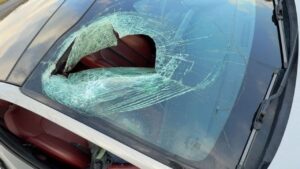 NC Driver Says Bald Eagle Sent Cat Crashing Through Her Windshield in