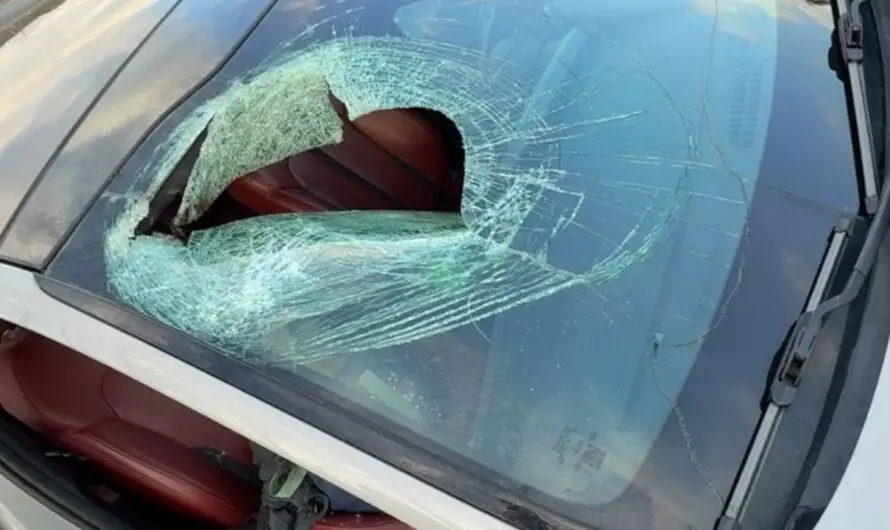 NC Driver Says Bald Eagle Sent Cat Crashing Through Her Windshield in Bizarre Incident