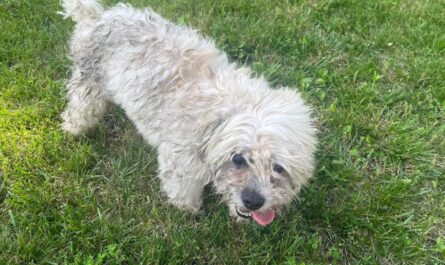 Owner of Blind, Deaf Dog Shot by Cop to Receive $500K from Missouri City