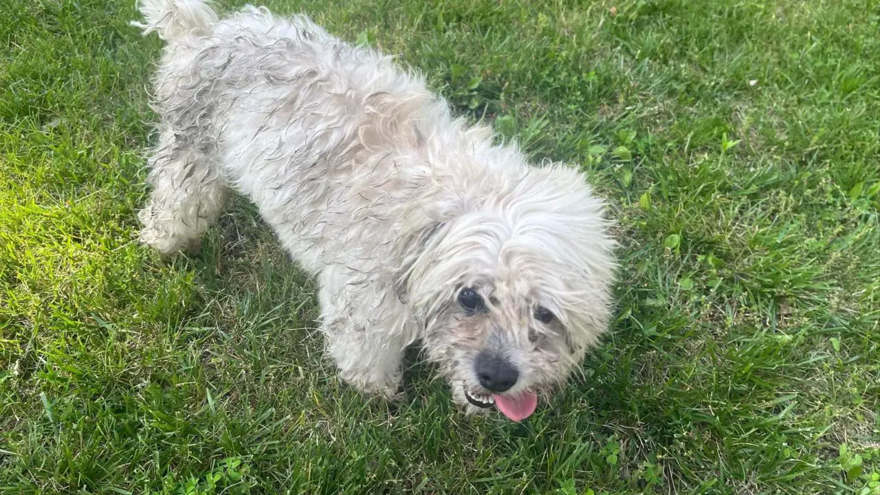 Owner of Blind, Deaf Dog Shot by Cop to Receive $500K from Missouri City