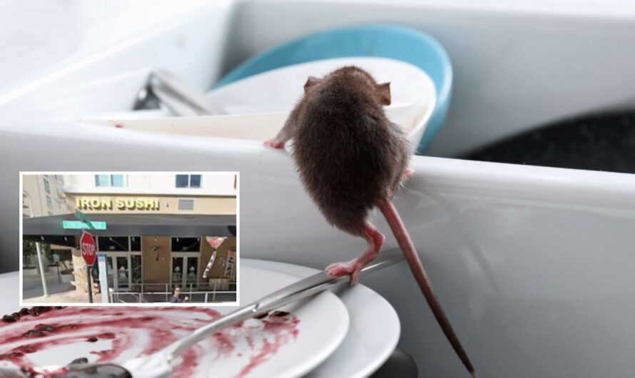 Multiple South Florida Restaurants Ordered Shut After Health Inspectors Find Roaches, Rodents, and Sewage