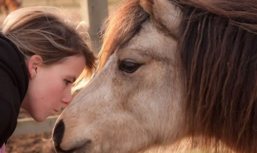 Abused Rescue Miniature Horse Softens When His New Mom Sings to Him
