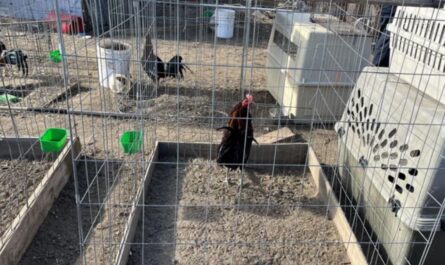 Colorado Police Seize 77 Birds Trained for Cockfighting During Investigation