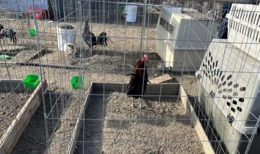Colorado Police Seize 77 Birds Trained for Cockfighting During Investigation