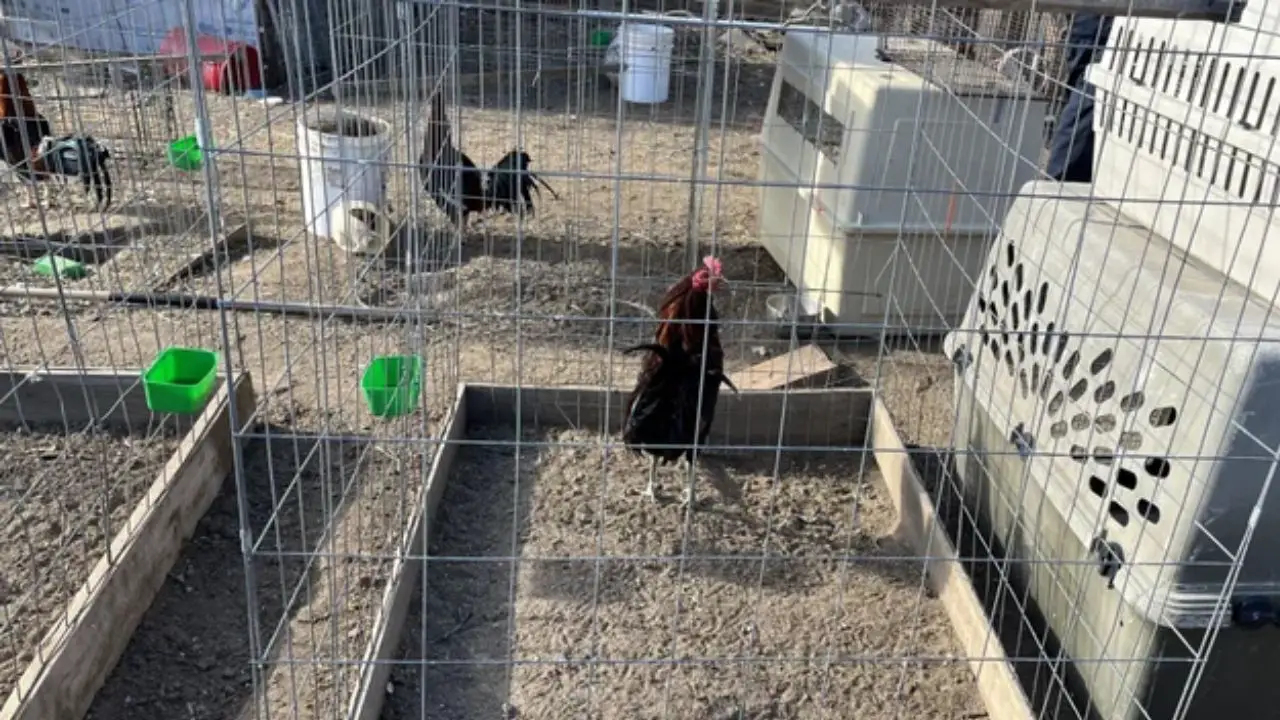 Colorado Police Seize 77 Birds Trained for Cockfighting During Investigation