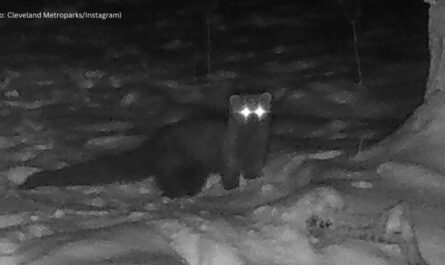 Elusive Fisher Spotted in Cleveland Metroparks for First Time in Over a Century