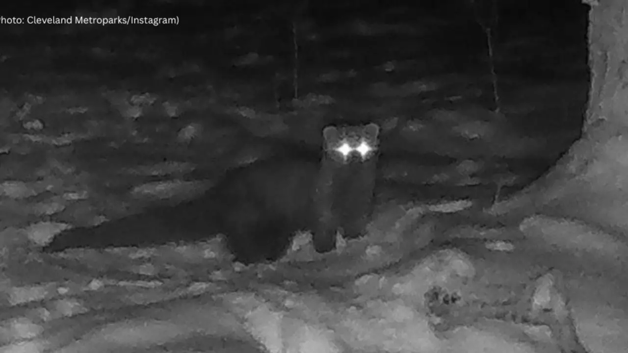 Elusive Fisher Spotted in Cleveland Metroparks for First Time in Over a Century