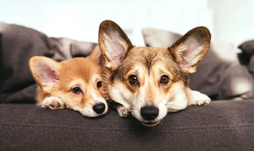 How Simple Care Changes Can Help Senior Dogs and Cats Age More Comfortably