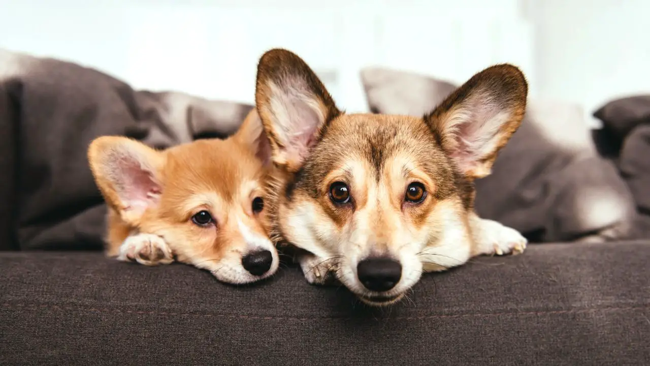 How Simple Care Changes Can Help Senior Dogs and Cats Age More Comfortably