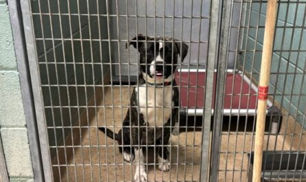 New California Animal-Protection Laws Taking Effect in 2026 What Pet Owners Need to Know