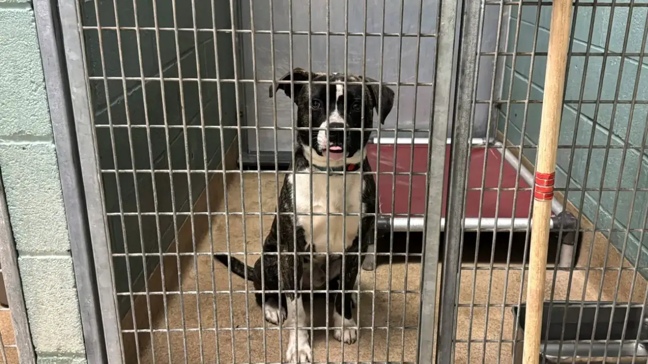 New California Animal-Protection Laws Taking Effect in 2026 What Pet Owners Need to Know