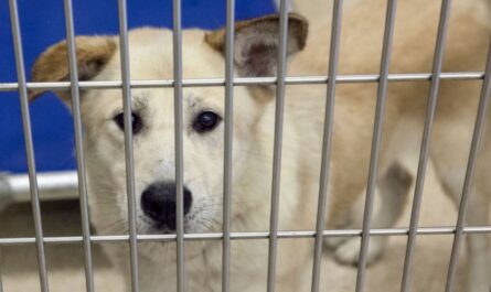 North Texas Animal Shelter Warns of Holiday Pet Surrenders Used as Boarding