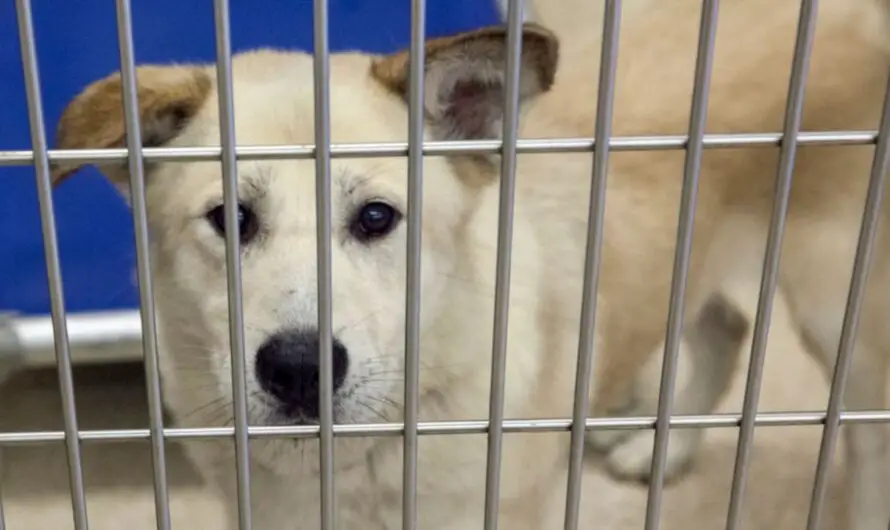 North Texas Animal Shelter Warns of Holiday Pet Surrenders Used as Boarding