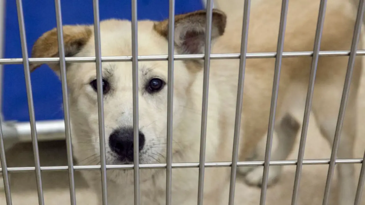 North Texas Animal Shelter Warns of Holiday Pet Surrenders Used as Boarding