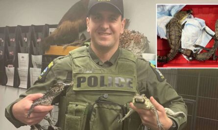 Police Discover Two Baby Crocodilians Inside Yonkers Home During Unrelated Arrest