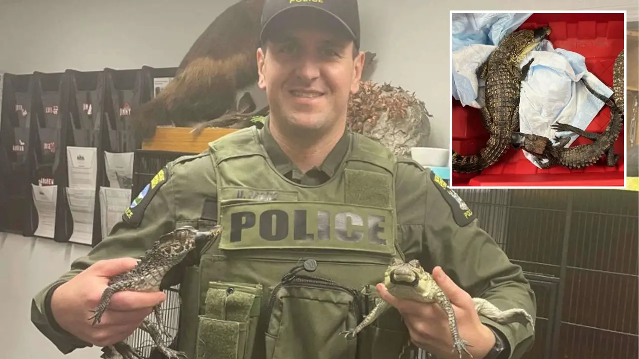Police Discover Two Baby Crocodilians Inside Yonkers Home During Unrelated Arrest