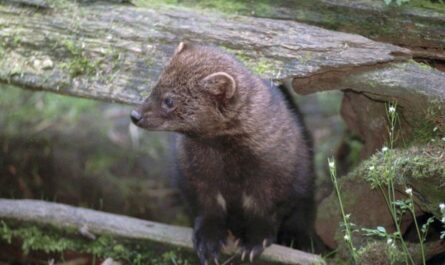 Rare Fisher Spotted in Cleveland Metroparks, Marking First Verified Sighting in Cuyahoga County in Over a Century