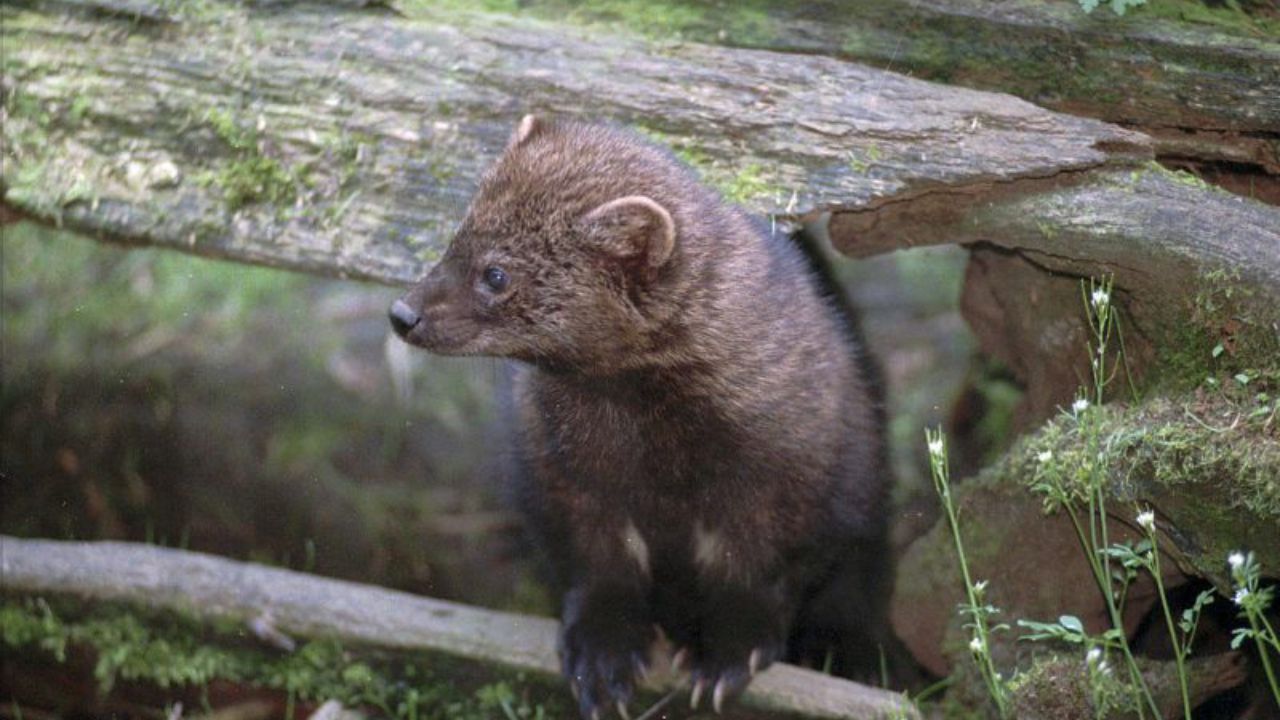 Rare Fisher Spotted in Cleveland Metroparks, Marking First Verified Sighting in Cuyahoga County in Over a Century