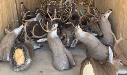 Repeat Poacher Convicted After Tip Leads Tennessee Wardens to Large-Scale Illegal Deer Kill
