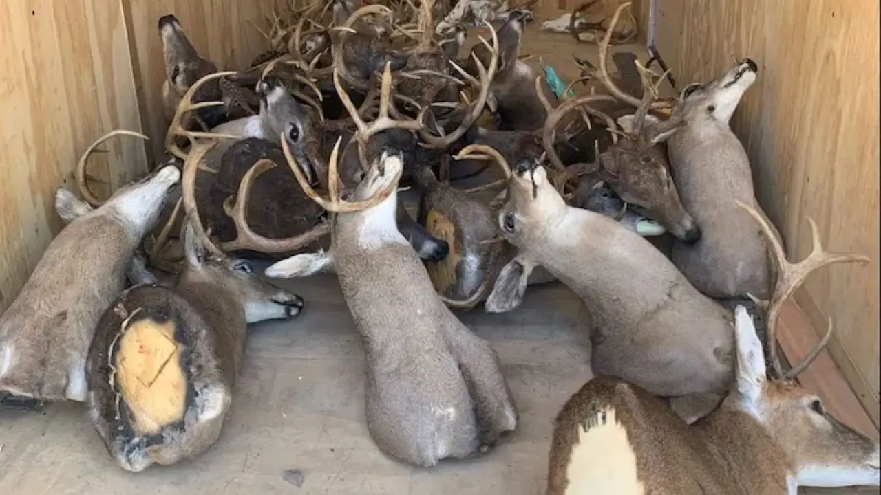 Repeat Poacher Convicted After Tip Leads Tennessee Wardens to Large-Scale Illegal Deer Kill