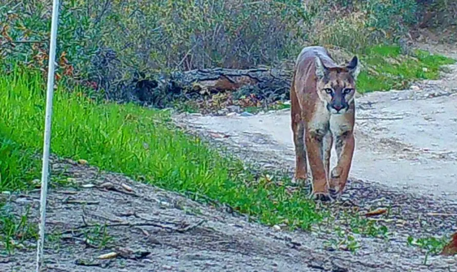 Southern California Wilderness Park Temporarily Closed After Unusual Mountain Lion Encounters