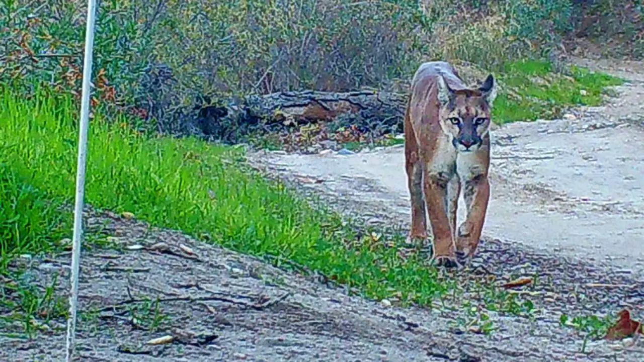 Southern California Wilderness Park Temporarily Closed After Unusual Mountain Lion Encounters
