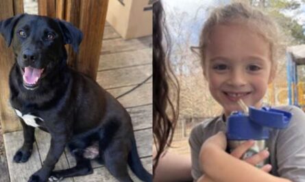 4-Year-Old Florida Boy Found Dead After Disappearing With Dog During Alabama Visit