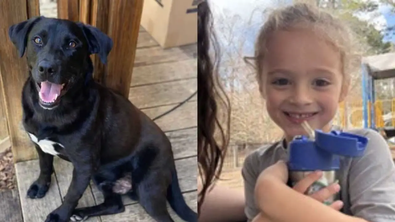 4-Year-Old Florida Boy Found Dead After Disappearing With Dog During Alabama Visit