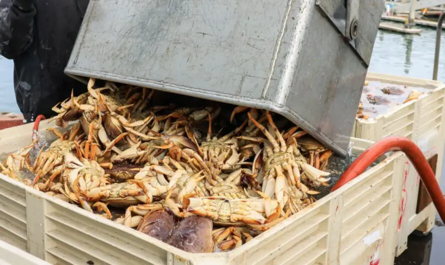 Bay Area Dungeness Crab Season Delayed Again as Weather and Pricing Dispute Stall Boats